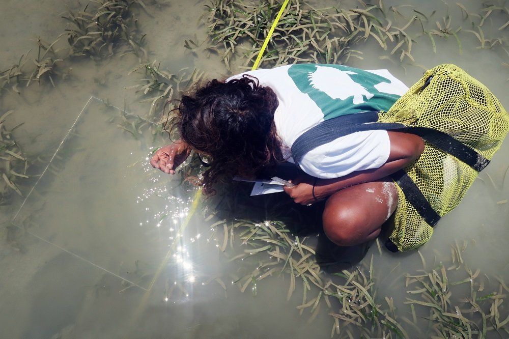 seagrass survey