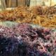 seaweed