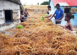 seaweed drying