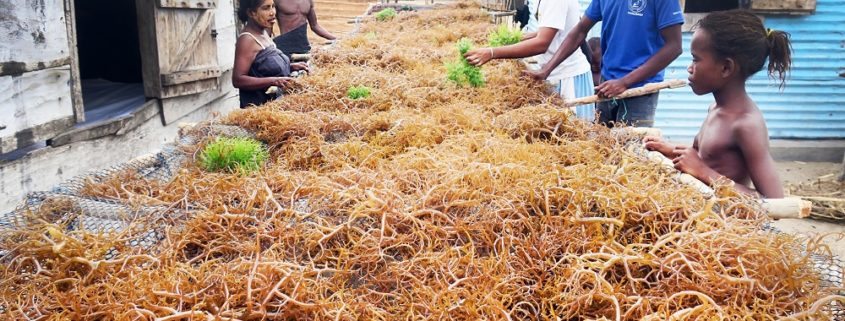 seaweed drying