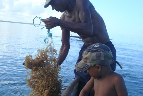 seaweed farmer and his son