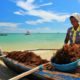 seaweed lady on beach