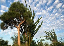 spiny forest