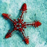 starfish