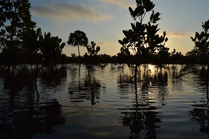 sunset mangroves