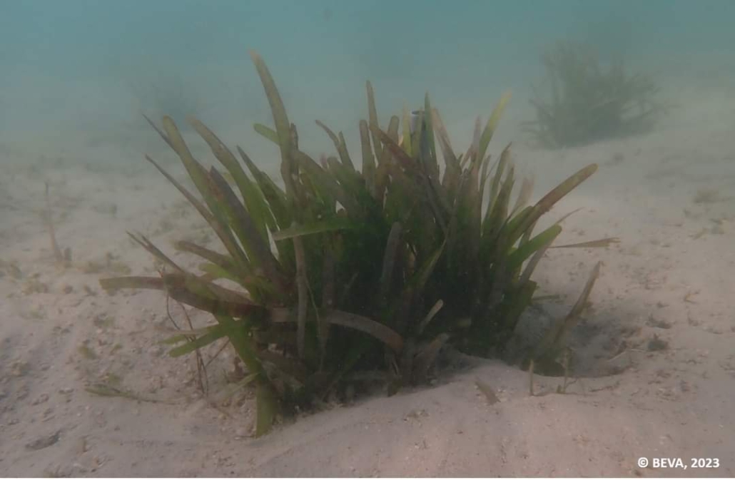 A photo of healthy seagrass underwater.