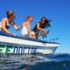 turtle release